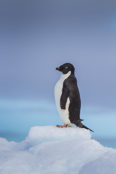 черно-белый пингвин, стоящий на глыбе льда на фоне синего моря
