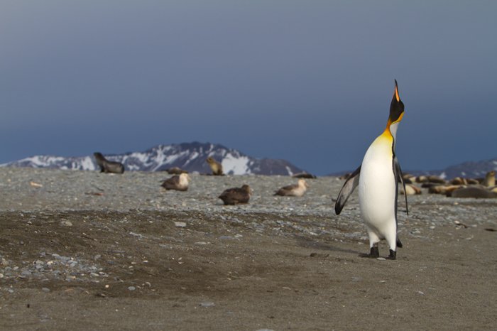 пингвин с ярко-оранжевым клювом и ярко-оранжево-желтым горлом и грудью смотрит вверх