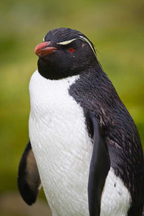 портрет пингвина рокхоппера на размытом зеленом фоне
