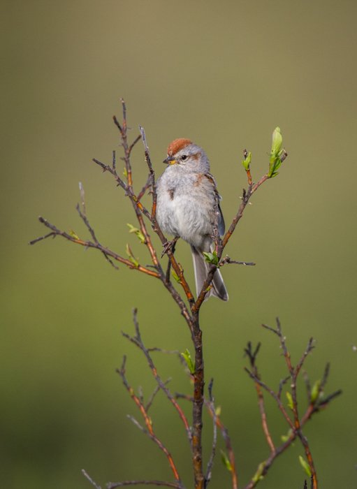 маленькая птичка с красным хохолком на голове, стоящая на тонкой ветке дерева
