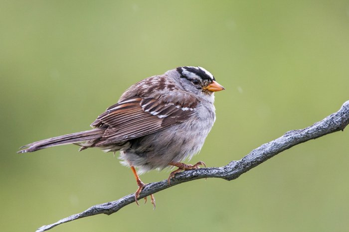 маленькая круглая птичка воробей, стоящая на ветке серой веточки на фоне зеленого поля
