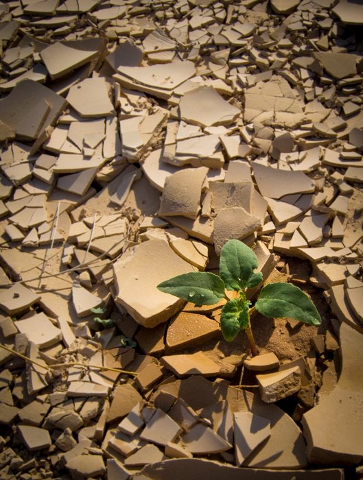 Зеленое растение, прорастающее сквозь разбитый бетон и щебень, демонстрирует концептуальный контраст изображений