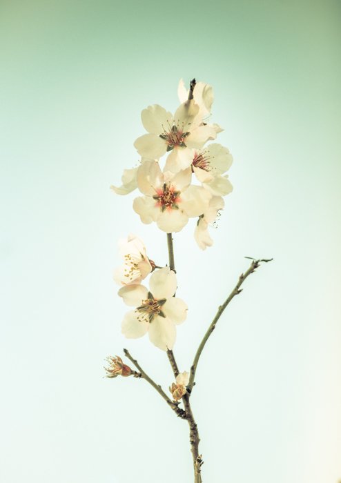 Безмятежная фотография белого цветка как пример низкоконтрастного изображения