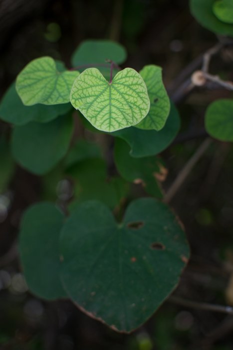 Зеленое растение с листьями на переднем плане в фокусе, демонстрация цветового контраста изображений