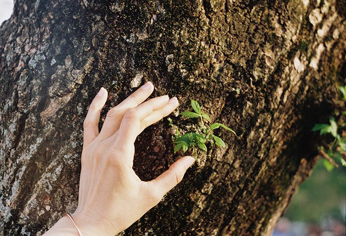 Рука человека трет шершавую кору дерева - советы по съемке текстур