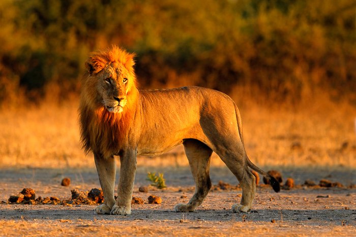 величественный лев, стоящий с золотыми травами позади него на закате