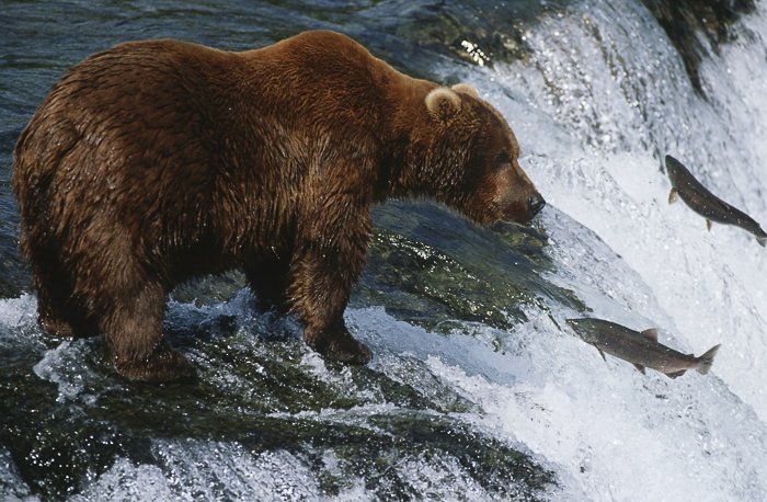 фотография дикой природы. медведь стоит на скале в бурной реке, ловя рыбу, плывущую вверх по течению