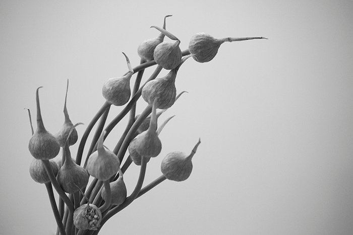 A black and white close up of garlic flowers 