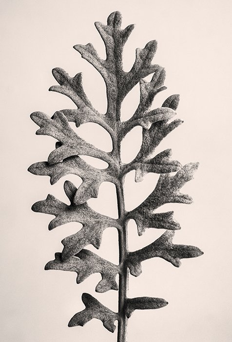 Черно-белый натюрморт Centaurea Cineraria в стиле Блоссфельдта