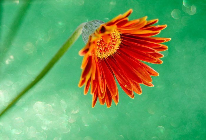 Цветочная фотография оранжевого цветка крупным планом