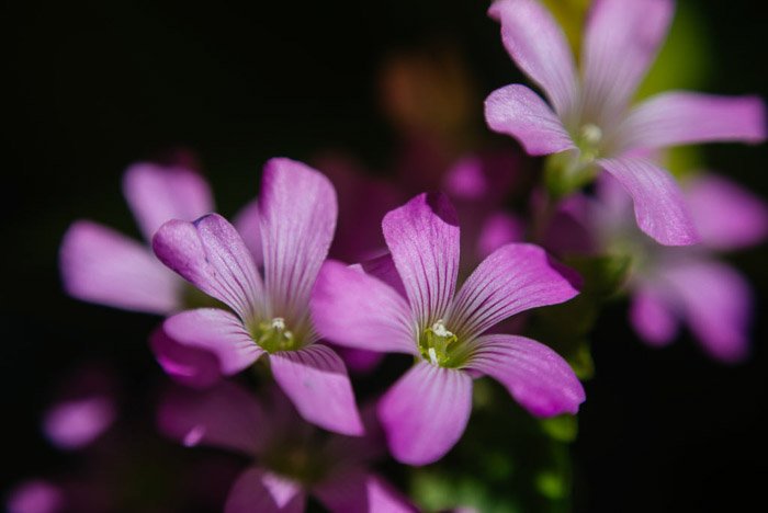 Красивый цветочный фотопортрет пурпурных цветов