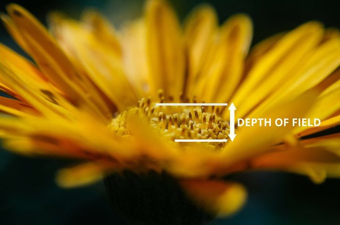 Фотография желтого цветка с отмеченной глубиной резкости