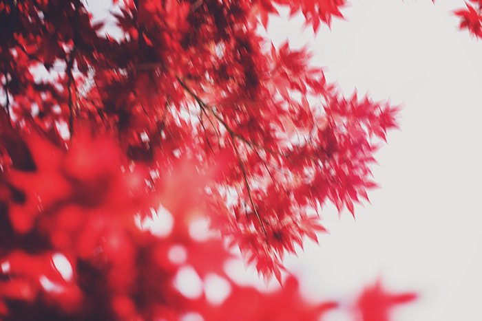 Размытая импрессионистская фотография ярко-красных листьев на дереве