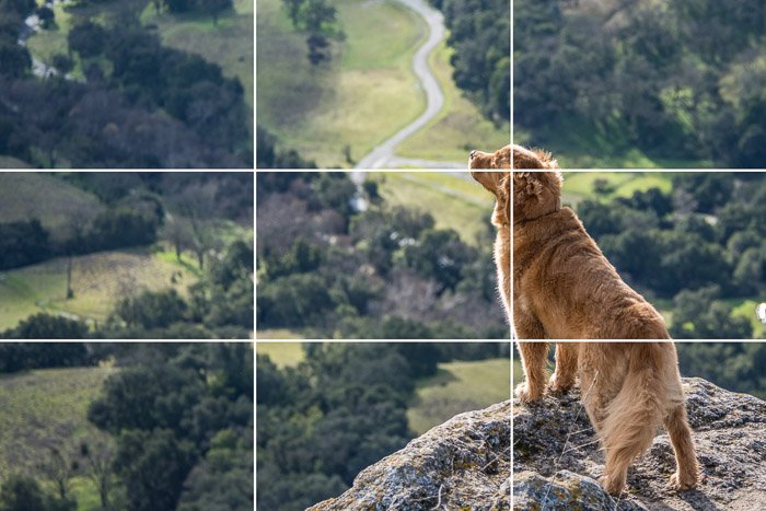 Фотография собаки, стоящей на скале с фотосетками