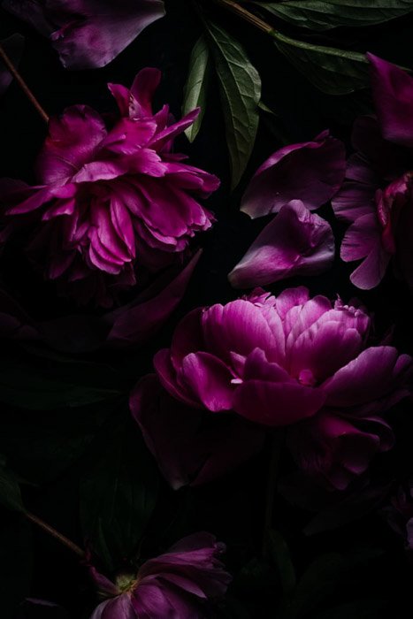 Темная и угрюмая фотография фиолетовых цветов