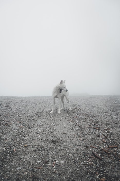 Художественная фотография белой собаки - что делает фотографию искусством