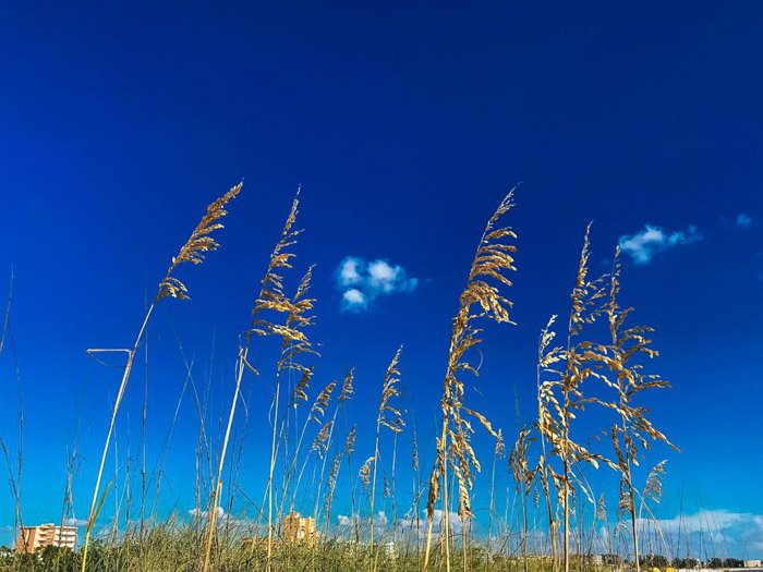 Потрясающее HDR-фото iPhone растений на берегу моря