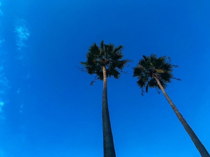 Потрясающая HDR фотография пальм на iPhone