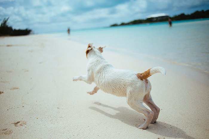 маленькая собака бежит по пляжу