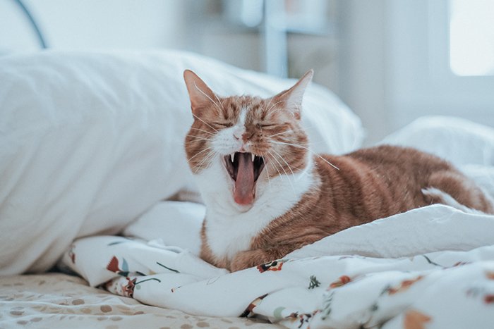 Портрет зевающего рыже-белого кота, снятый объективом для фотографии домашних животных
