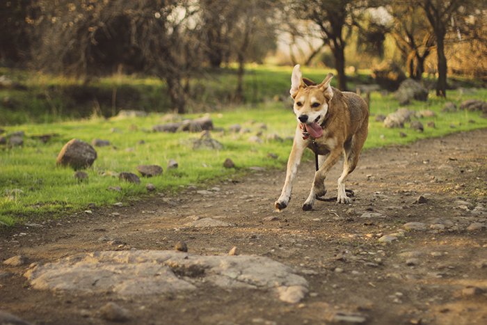 A pet portrait of a brown dog running in a park