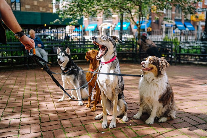 Портрет четырех собак, сидящих в парке, с рукой, держащей поводки