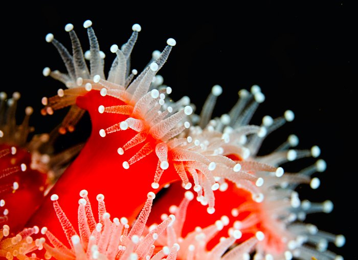 подводная макросъемка морского анемона