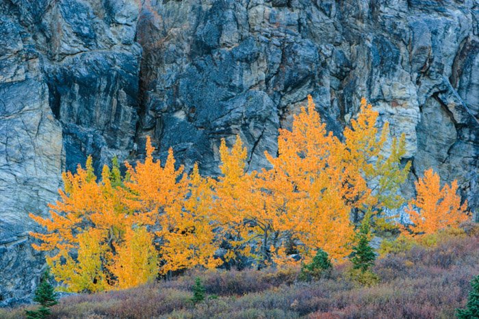 Снимок горного пейзажа с ярко-оранжевым деревом на переднем плане