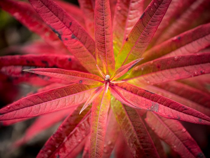 Макросъемка центра розового осеннего растения - как фотографировать осенью