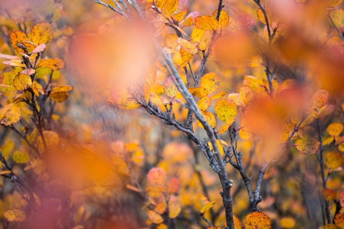 Макрофотография осени оранжевых и читаемых листьев в Конгакуте на Аляске