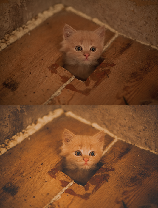 Диптих фото мармеладного котенка, до и после применения эффекта пленочной фотографии в Lightroom