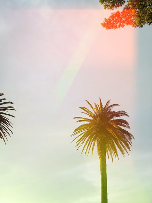 Фотография пальмы с утечками света в стиле пленочной фотографии