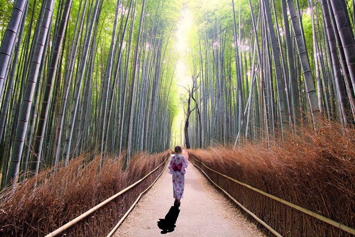 Девушка в традиционном японском платье идет через бамбуковый лес, отбрасывая сильную тень