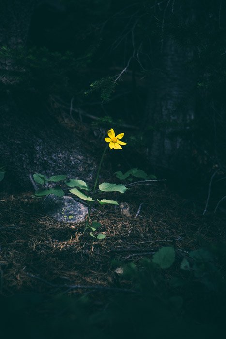 Маленький желтый цветок в темном лесу - использование принципов искусства и дизайна в фотографии