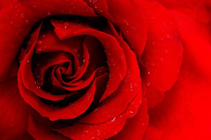 Макрофото красной розы, снятое лучшим объективом nikon prime