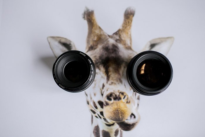 Юмористический портрет жирафа с объективами для глаз
