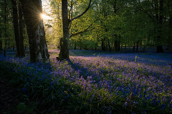 Ковер из фиолетовых цветов в лесу, солнечный свет пробивается сквозь деревья - лучшие задания по фотографии