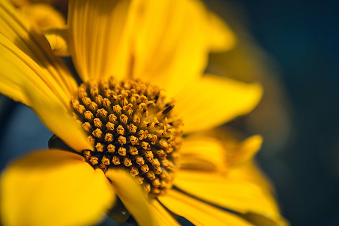 Макрофотография желтого цветка