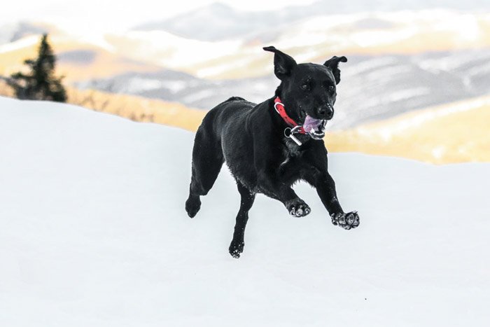 Черная собака бежит по снегу, снятая телеобъективом