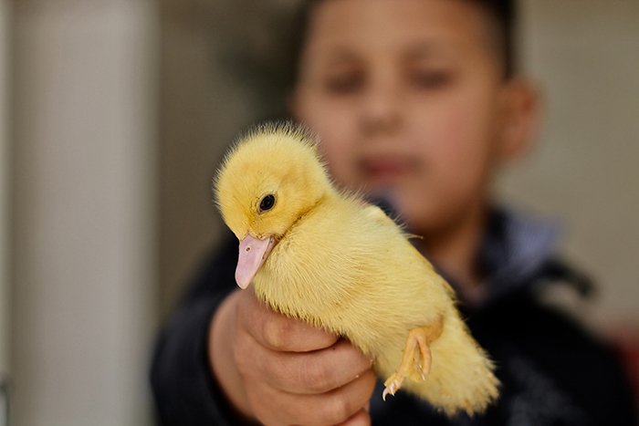 A sweet Easter photography portrait of the young boy holding a yellow duckling to the camera - easter photos