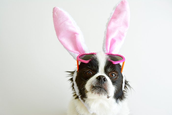 Милый портрет маленькой собачки в розовых ушках и солнечных очках - смешные пасхальные картинки 