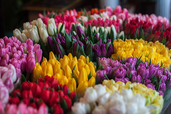 Букеты разноцветных тюльпанов - советы по фотографированию пасхальных цветов