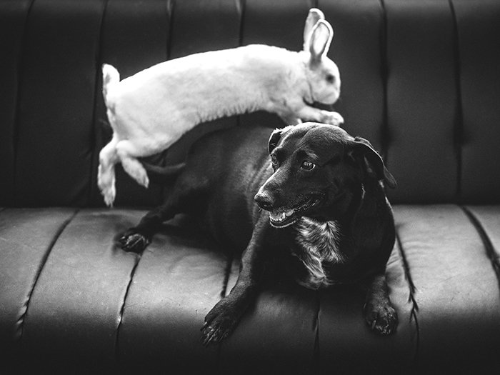 A black and white pet portrait of the white rabbit jumping over a black dog - easter photo ideas