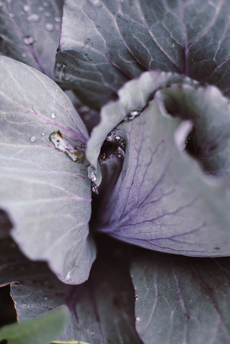 Крупный план фиолетовой капусты - примеры фуд-фотографии