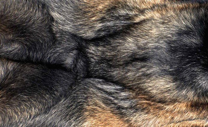 Фотография шерсти собаки крупным планом от Shaina Fishman Photography 