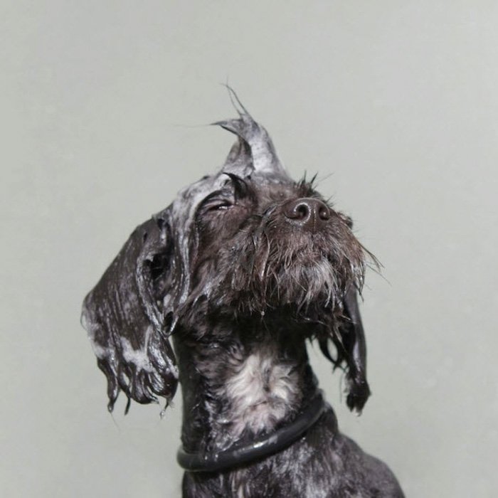 Милая серая собака с мокрой шерстью на сером фоне от Sophie Gamand 