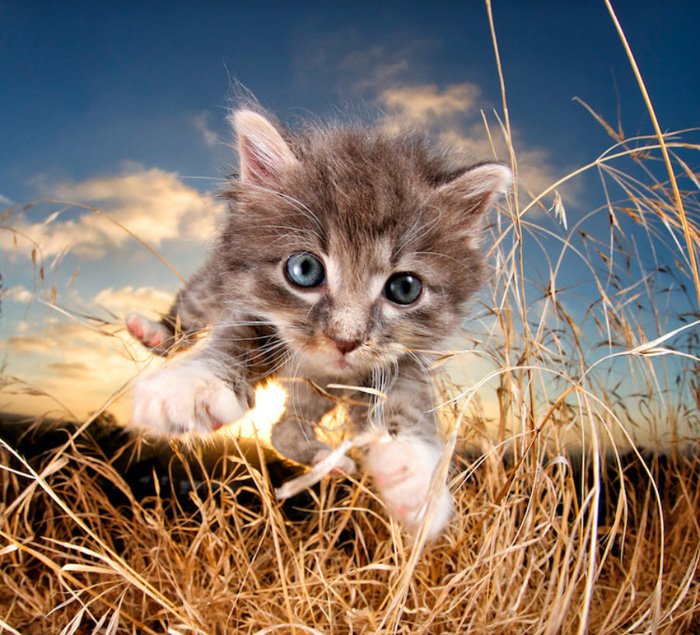 Милый котенок, прыгающий на камеру, автор Seth Casteel 