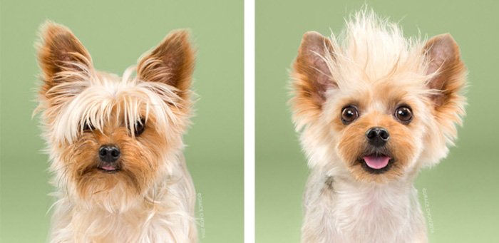 Милый диптих маленьких собак до и после макияжа от Grace Chon Photography. Лучшие идеи фотосъемки домашних животных