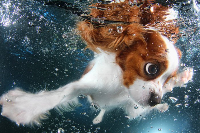 Incredible underwater portrait of the cute dog swimming by Seth Casteel 