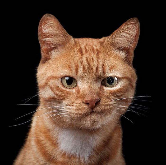 Забавный кошачий фотопортрет рыжей кошки на черном фоне